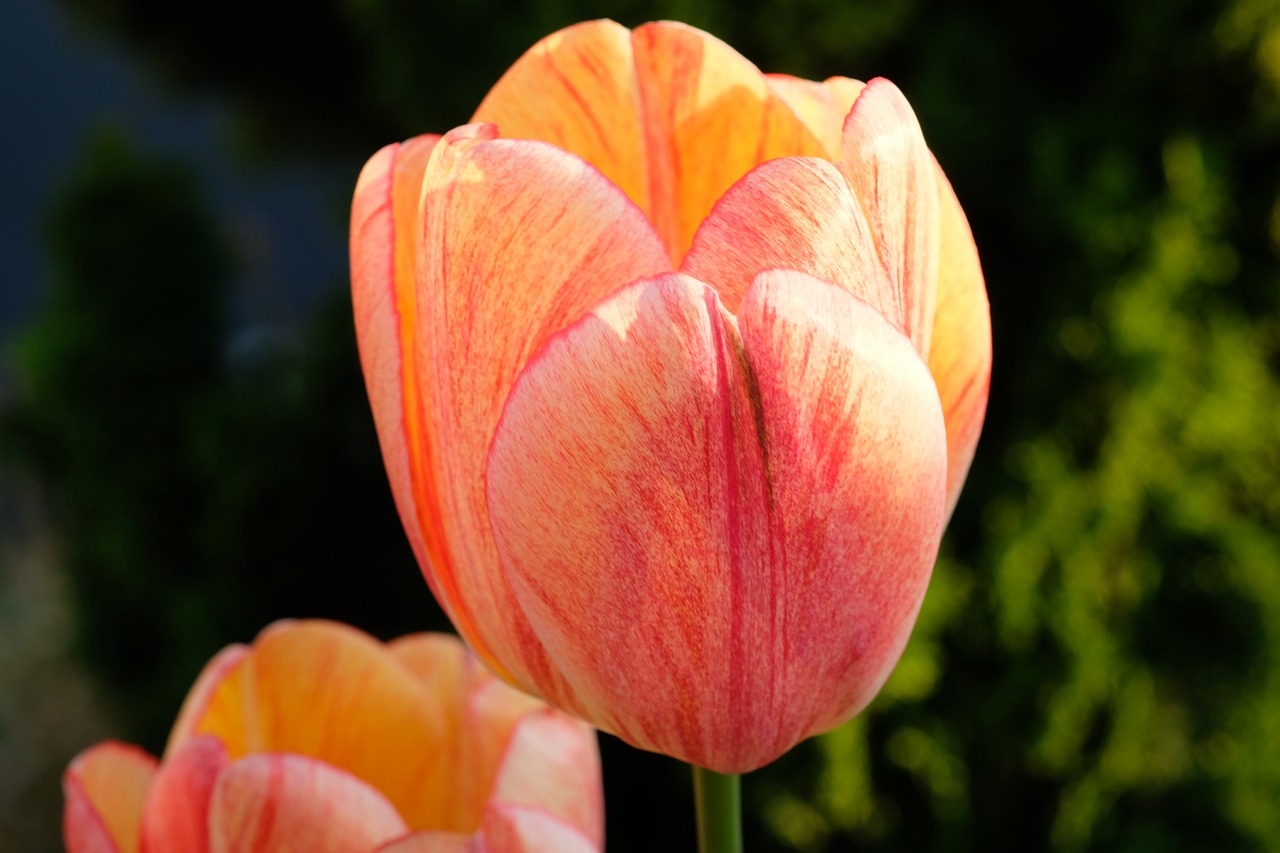 tulip flower spring free photo