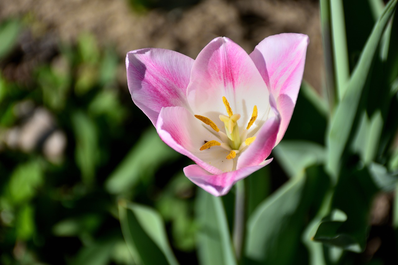 tulip close flower free photo