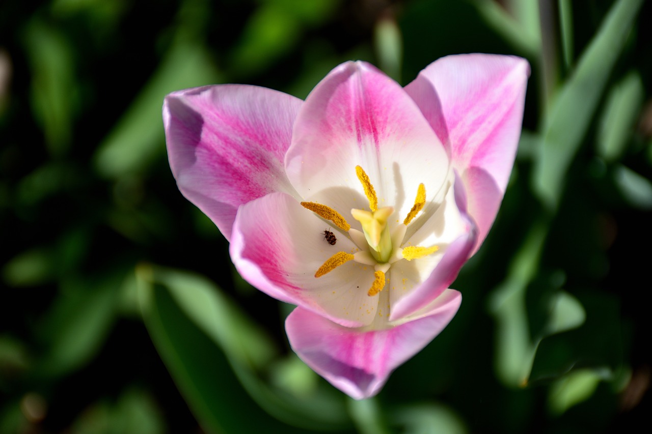 tulip close flower free photo