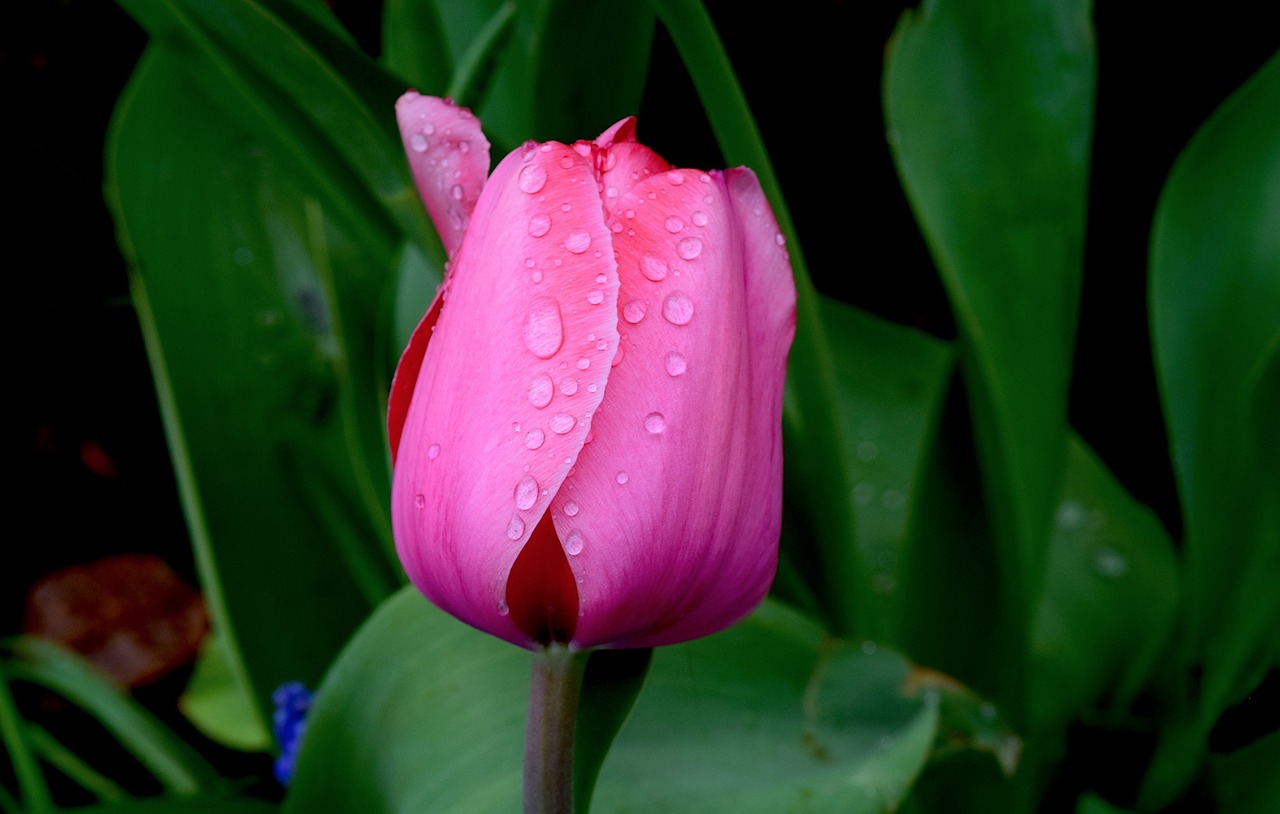tulip pink flower free photo