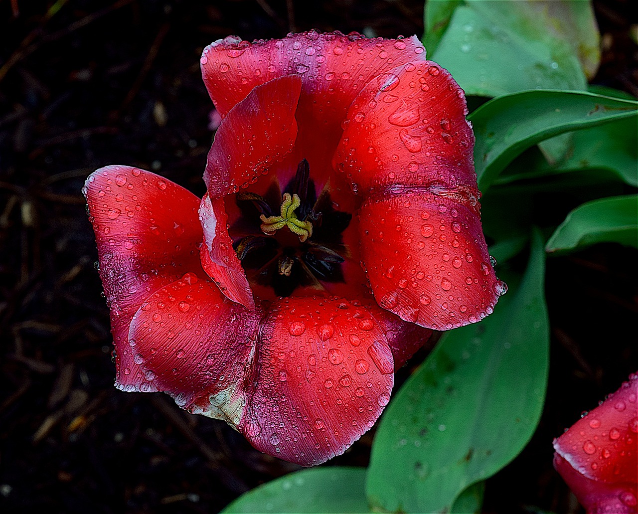 tulip red spring free photo