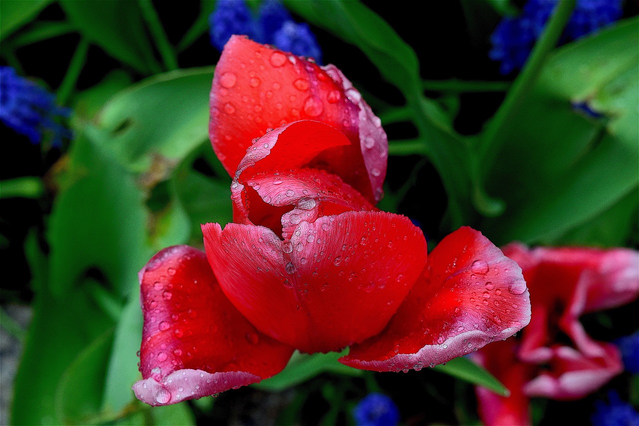 tulip red color free photo