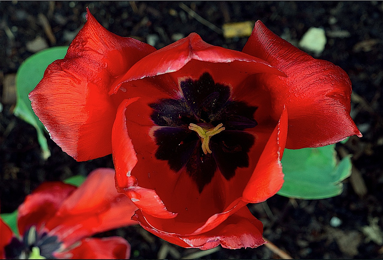 tulip red vibrant free photo