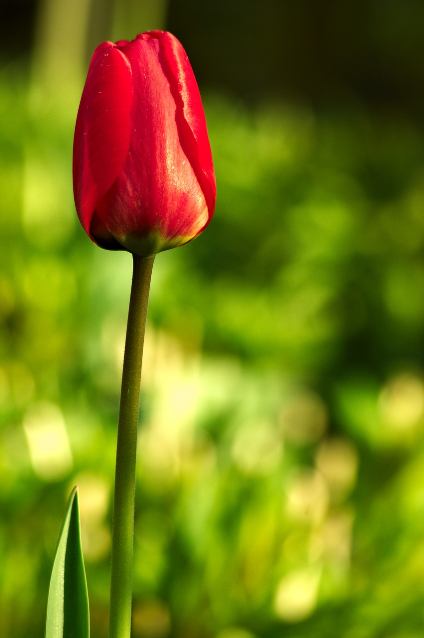 tulip red tulip spring free photo