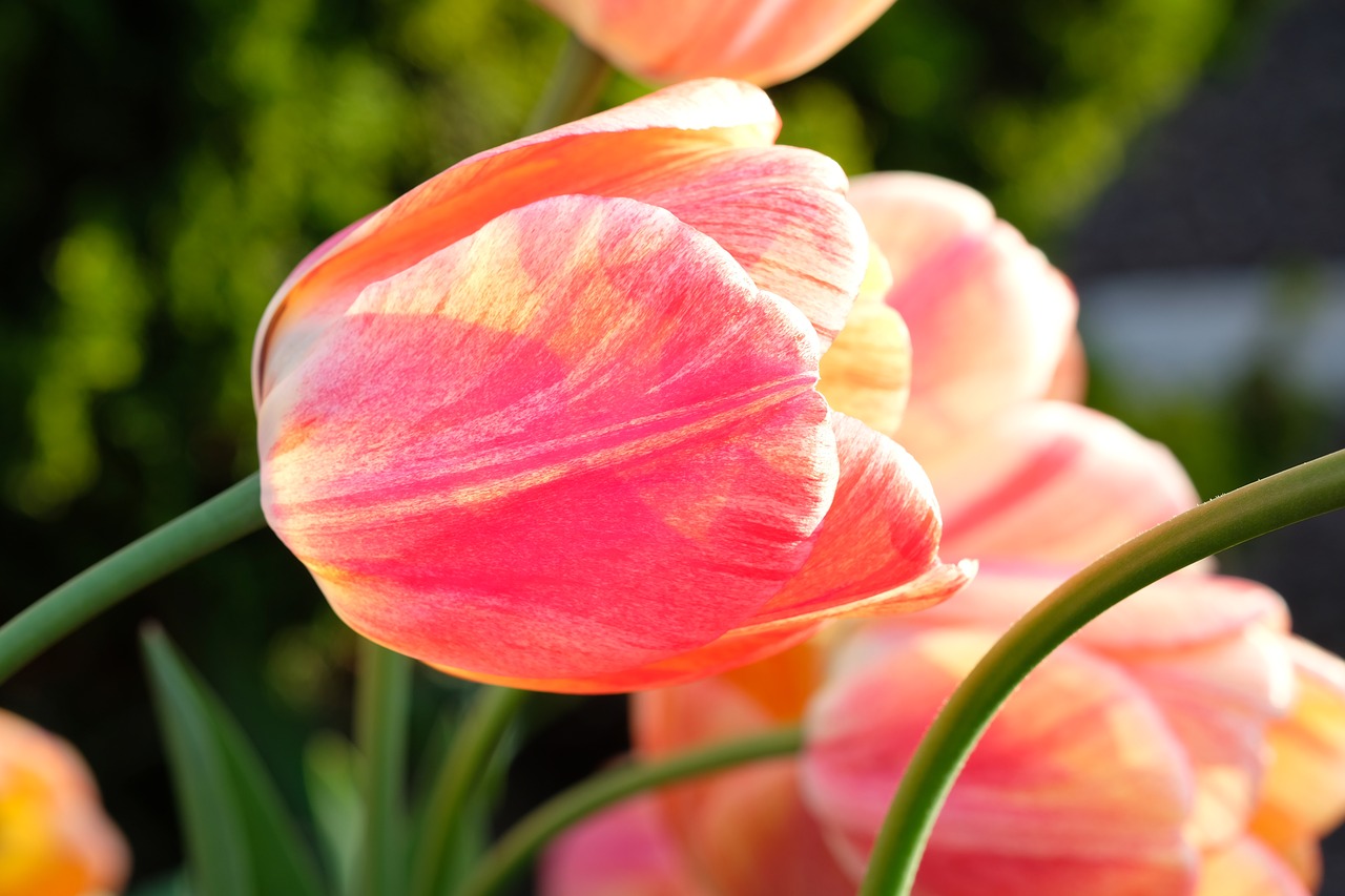 tulip flower spring free photo