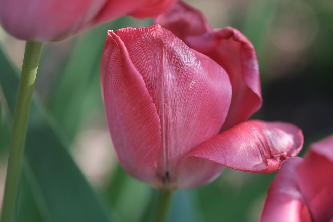 tulip violet spring free photo