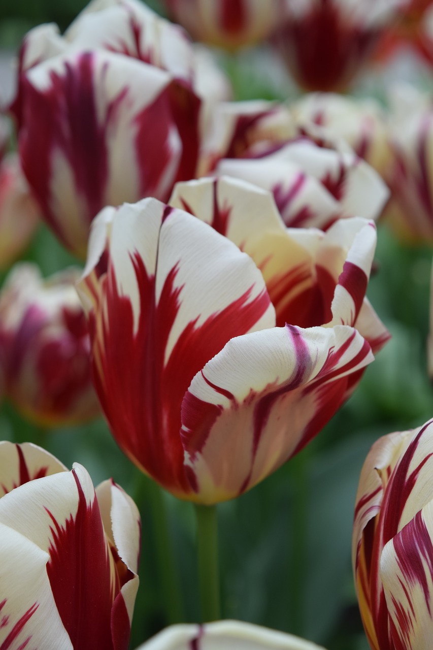 tulip tulips flowers free photo