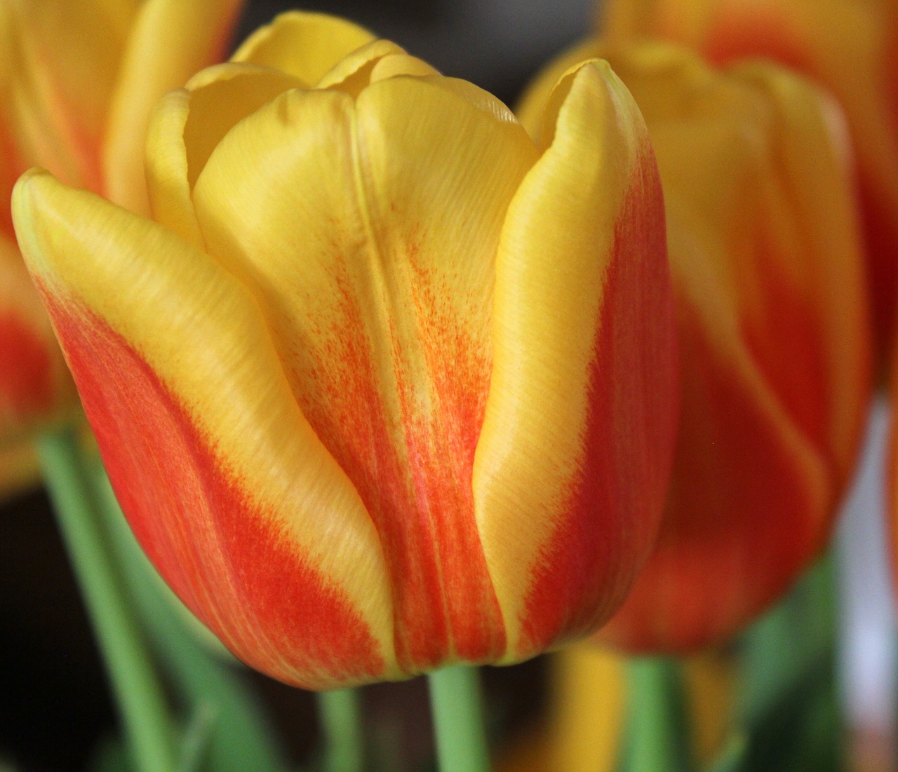 tulip flower spring free photo