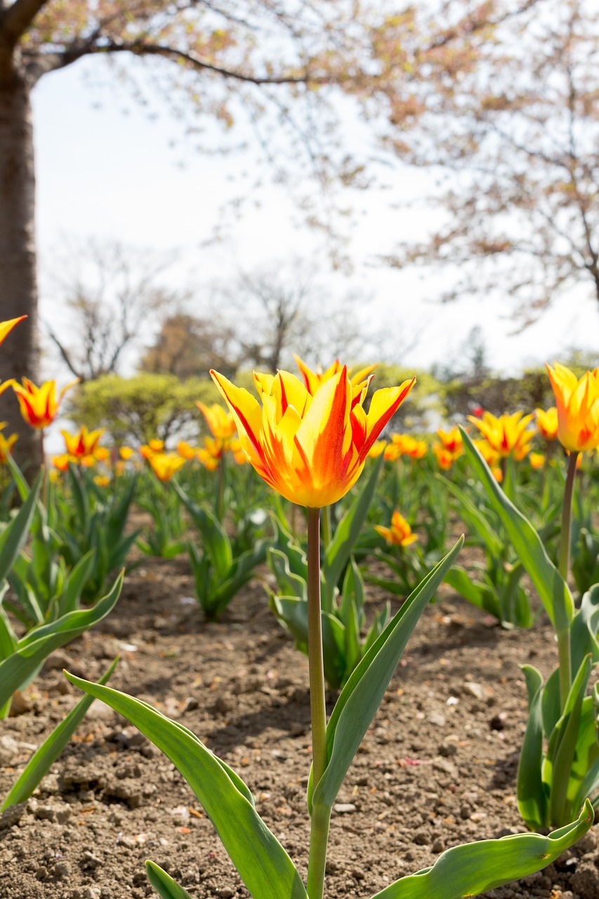 tulip tulip flowers red free photo