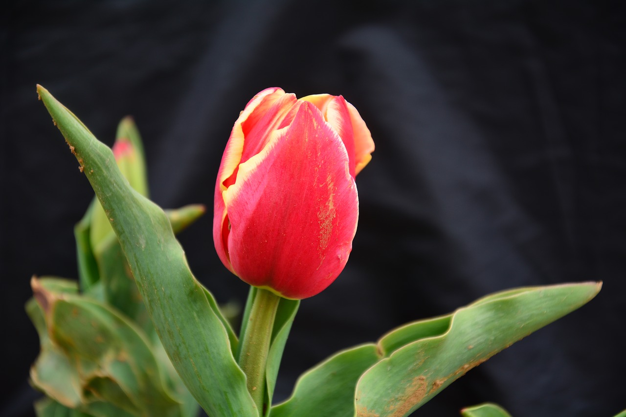 tulip flower chunhua free photo