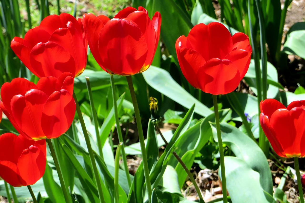 tulip tulips bloom free photo