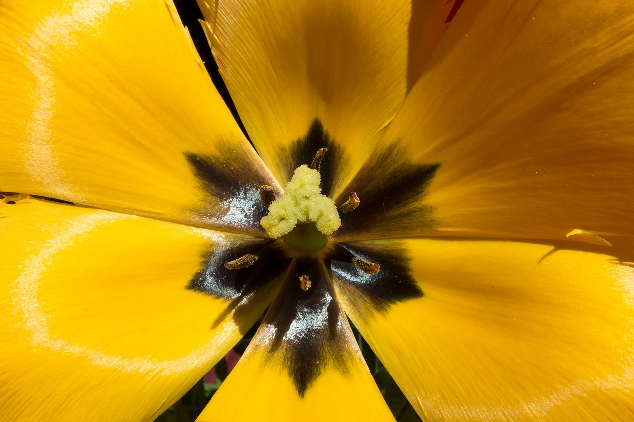 tulip stamp stamens free photo