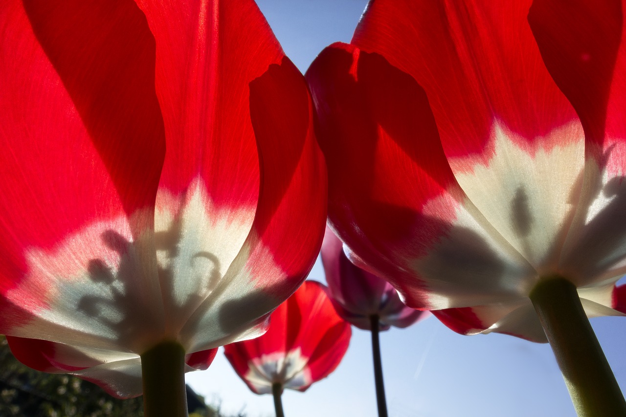 tulip stamp stamens free photo