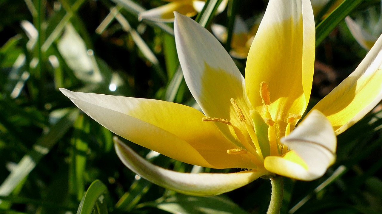 tulip yellow-white flower free photo