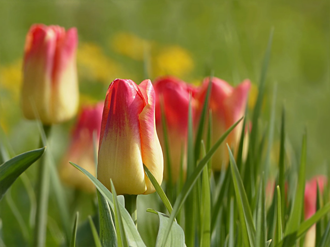 tulip flower tulipa free photo