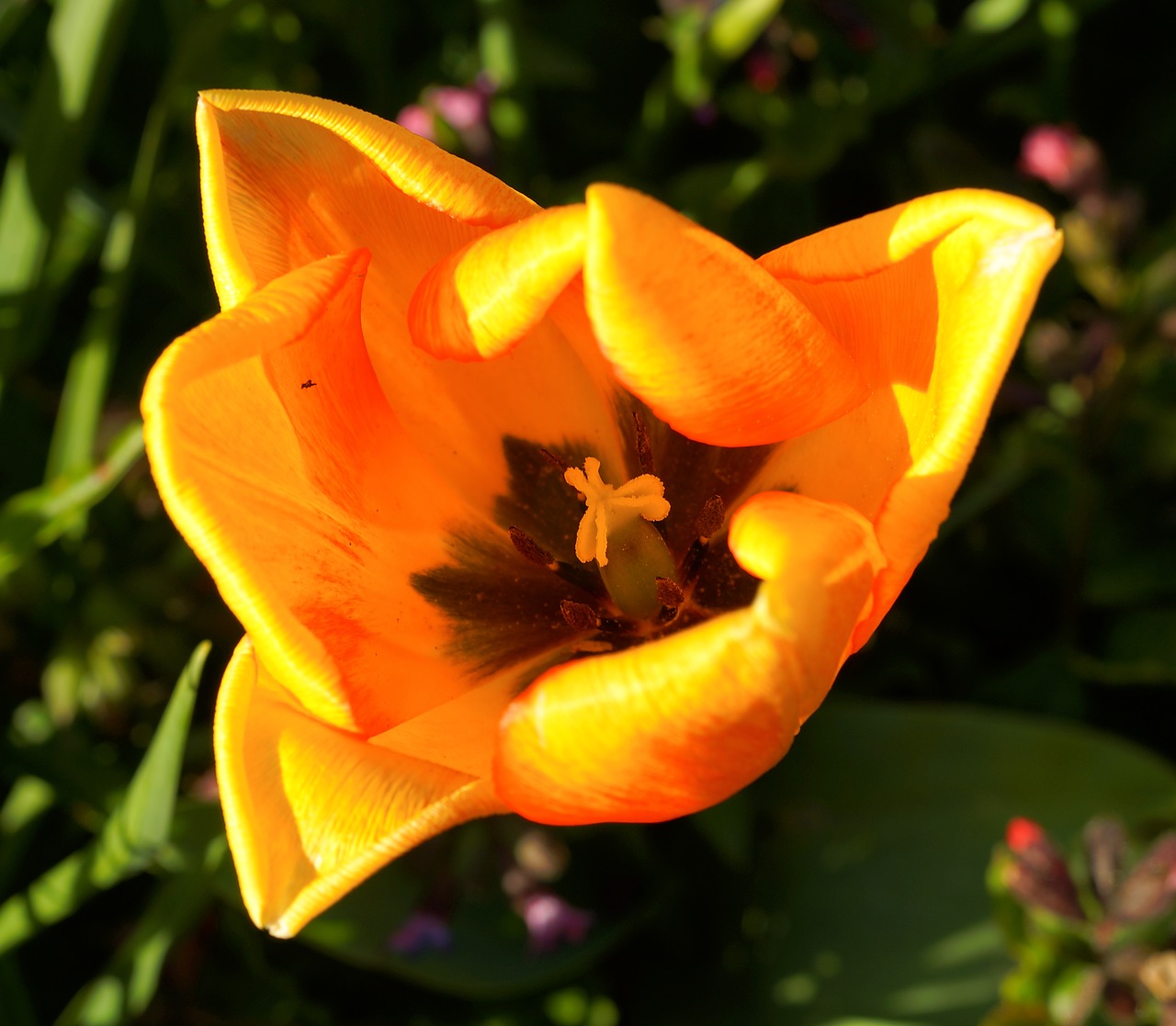 tulip blossom bloom free photo