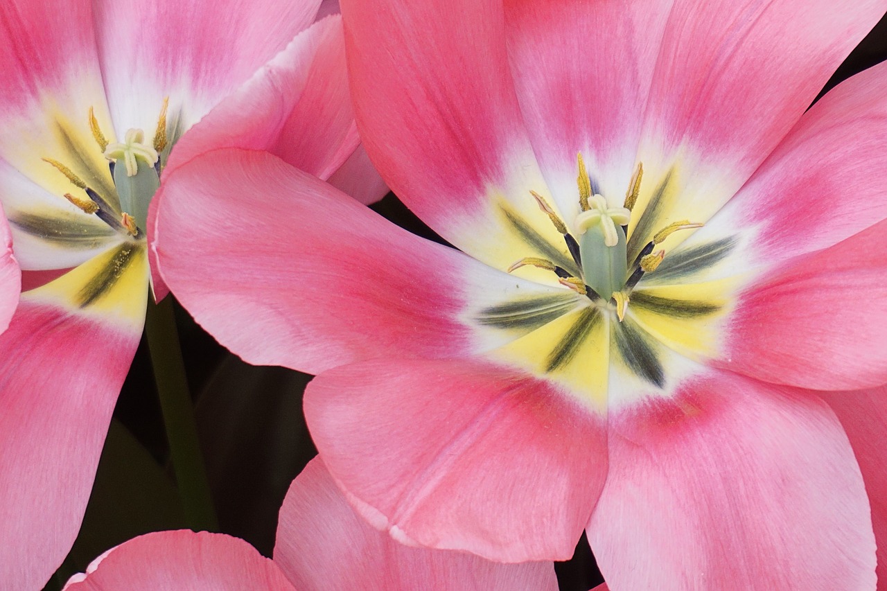 tulip flower bloom free photo