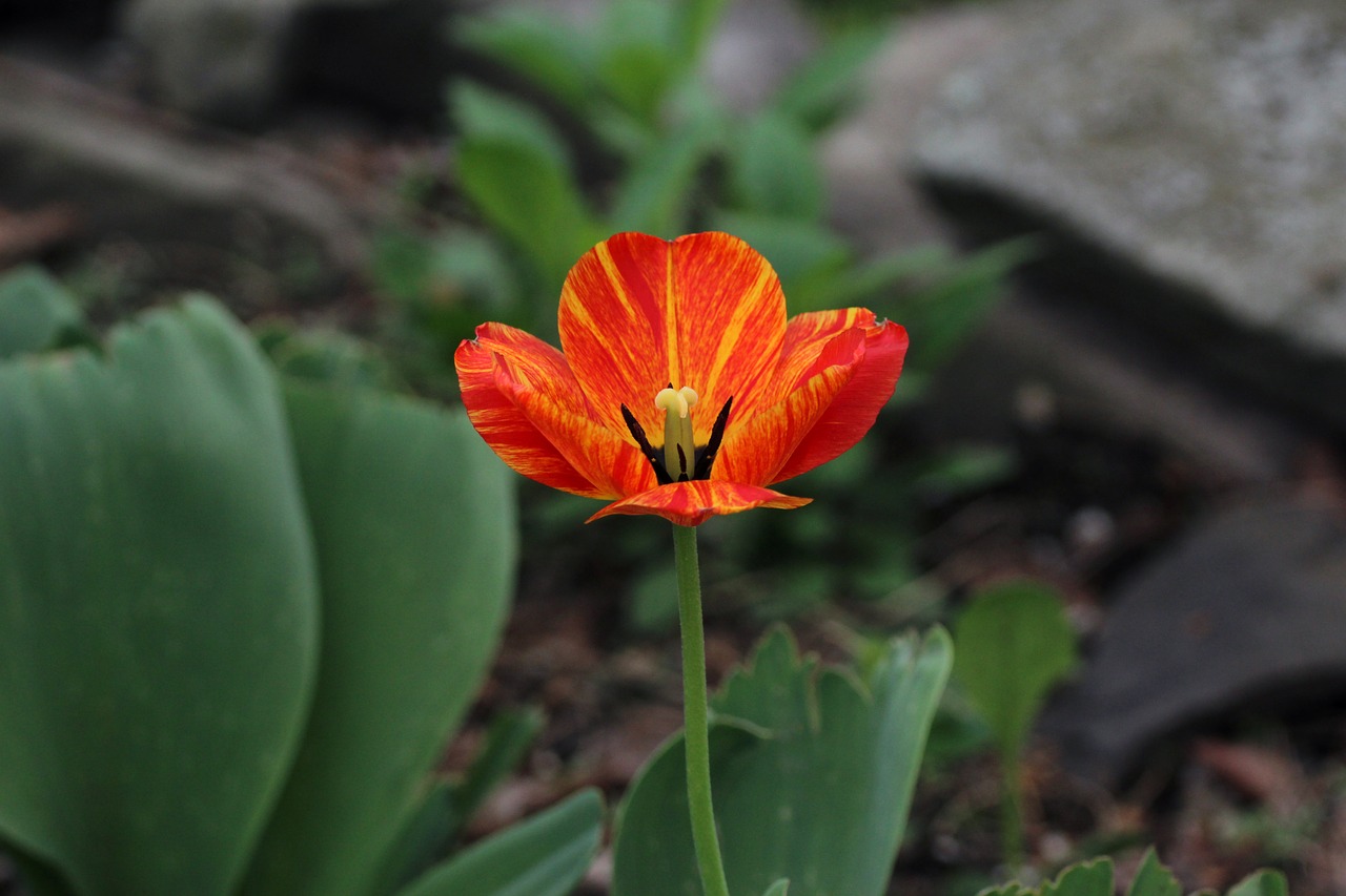 tulip flower red free photo