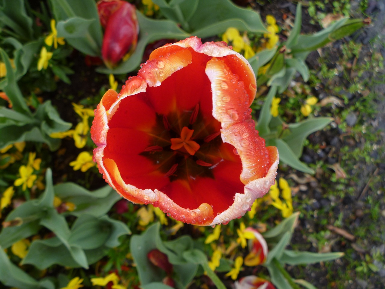 tulip flower switzerland free photo