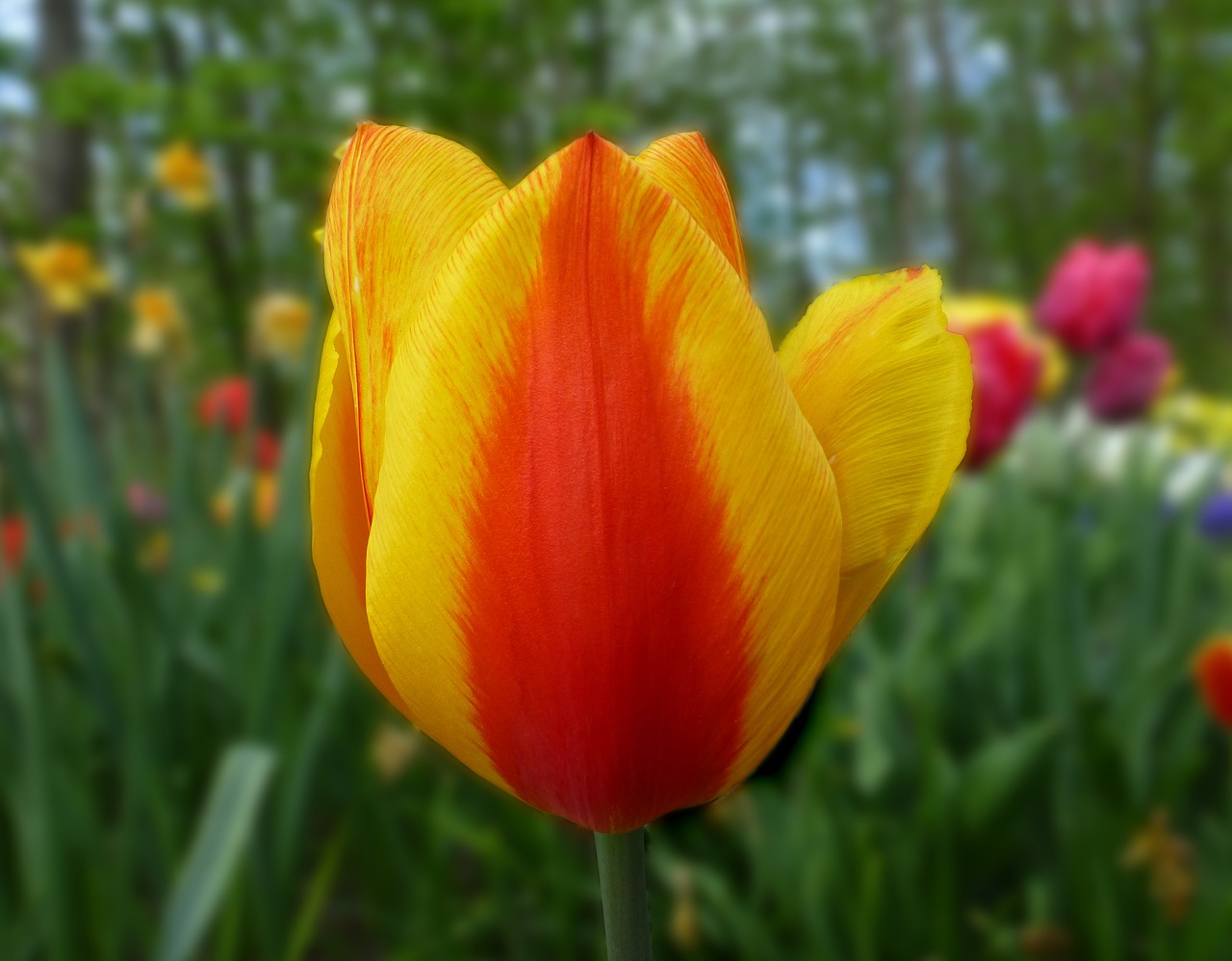 tulip bi color spring free photo