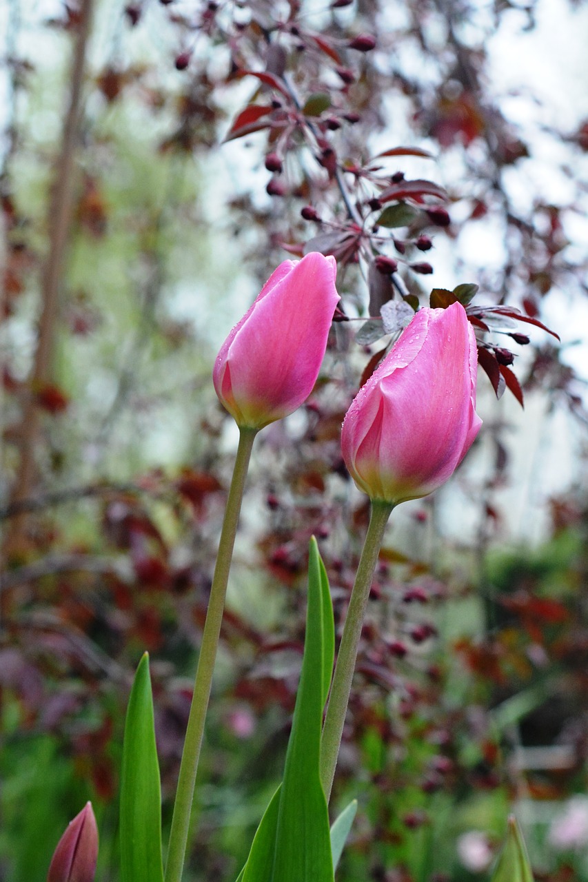 tulip tulips pink free photo