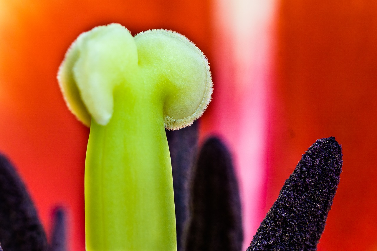 tulip macro detail free photo