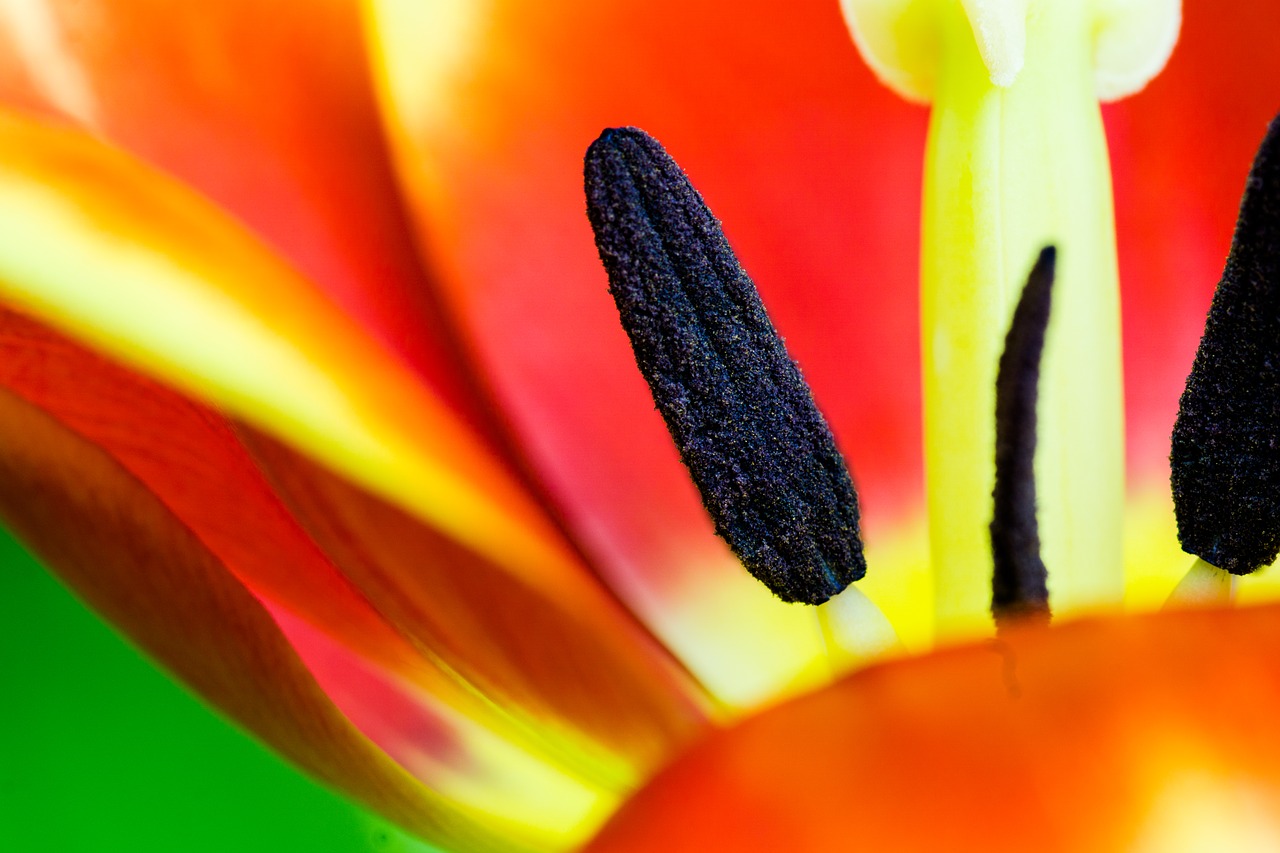 tulip macro piestik sticks free photo
