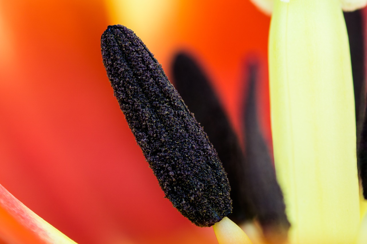tulip plant detail free photo