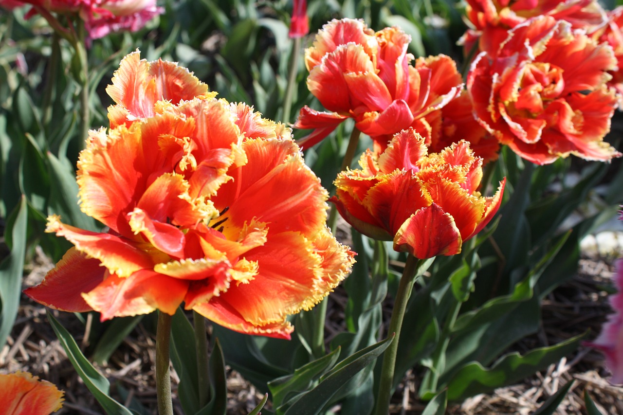 tulip flower tulip field free photo