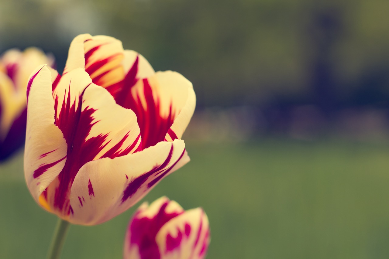 tulip red summer free photo