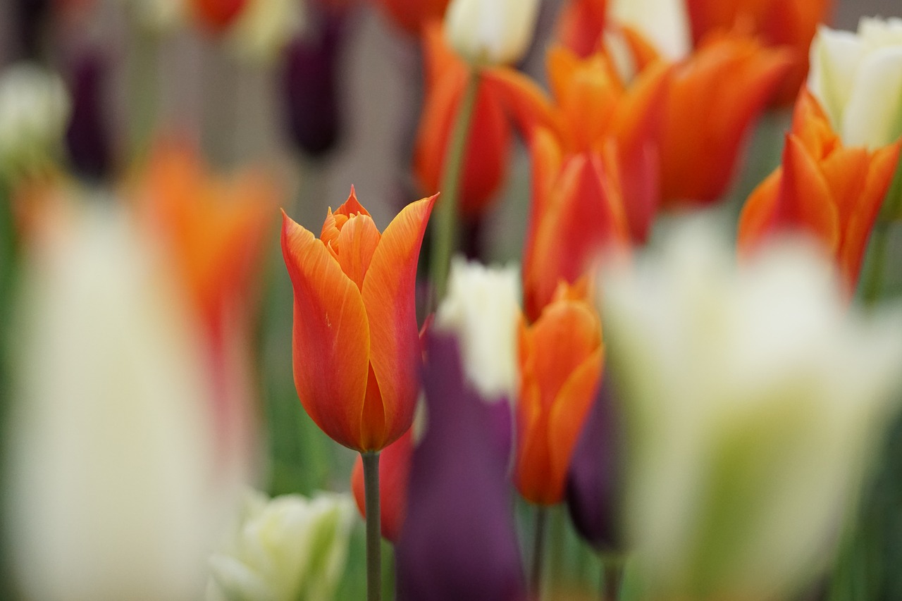 tulip flower cut flowers free photo