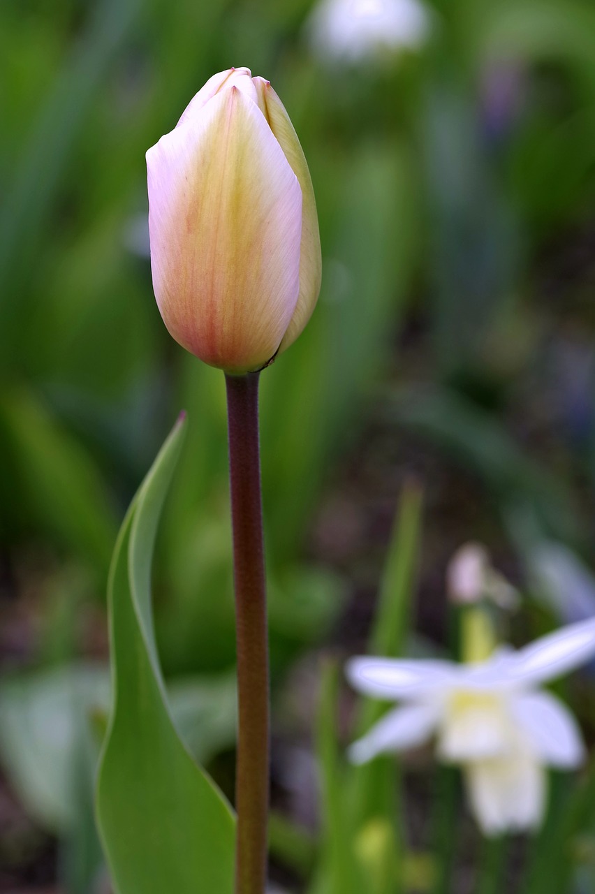 tulip green yellow free photo