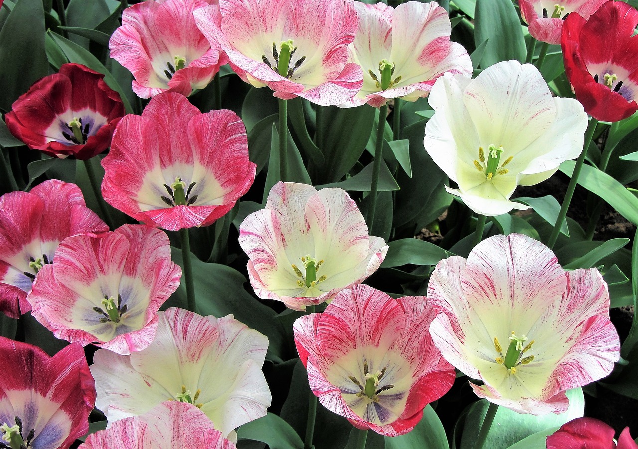 tulip tulips pink tulip free photo