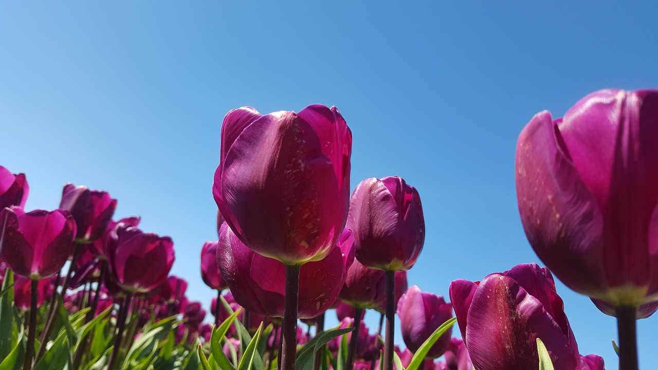 tulip flowerbulbs purple free photo
