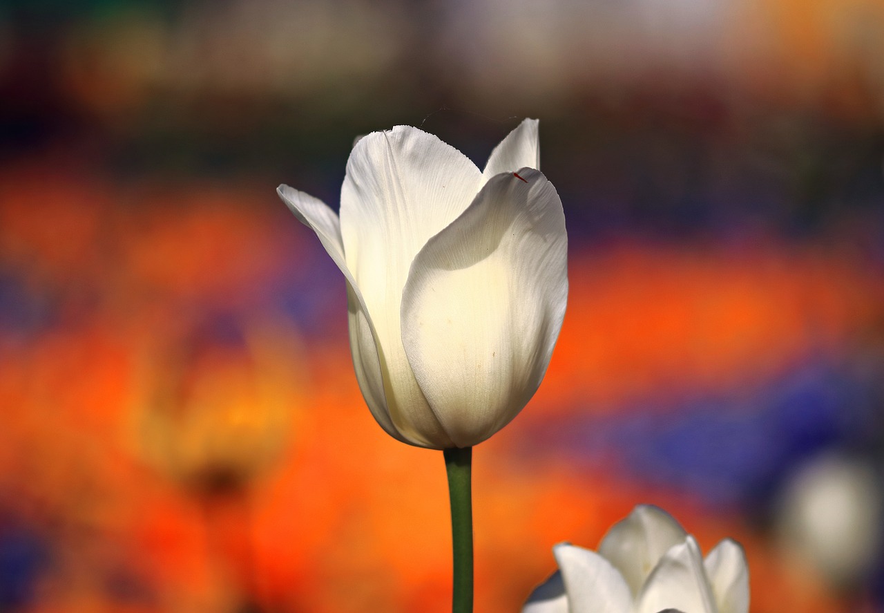 tulip white spring free photo