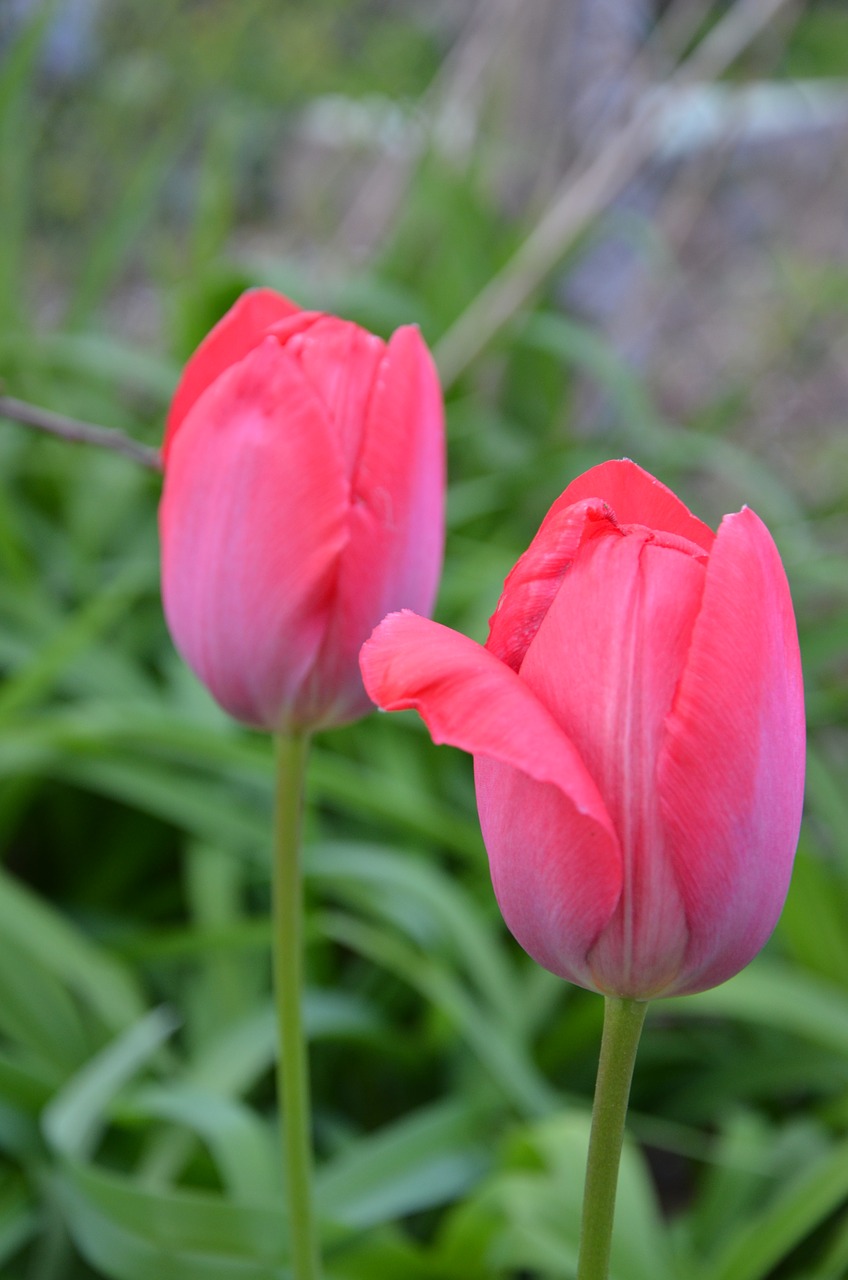 tulip red spring free photo