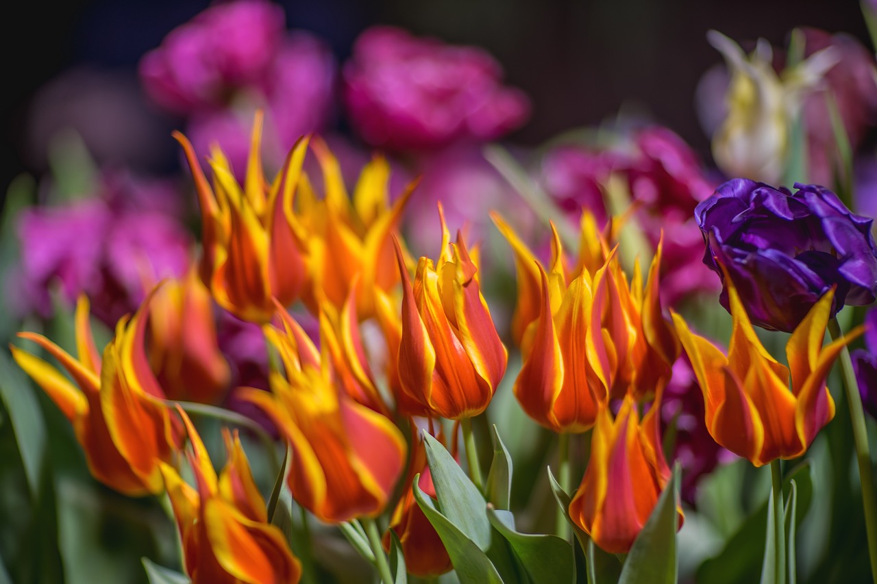 tulip handsomely flowers free photo