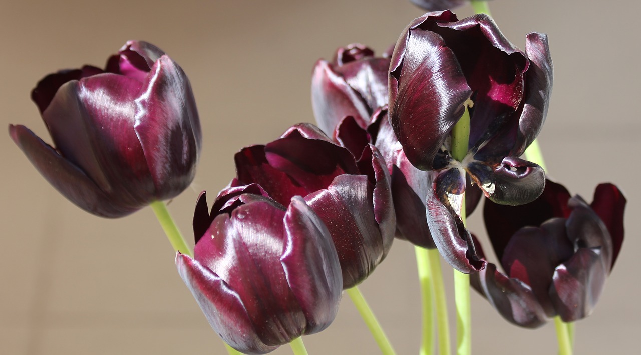 tulip tulips purple free photo