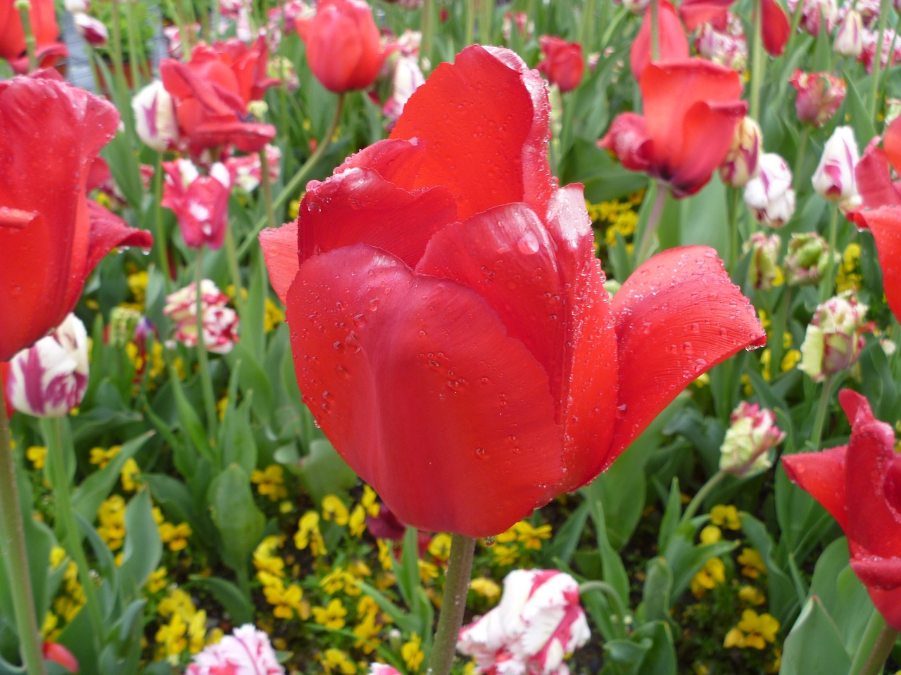 tulip red luzern free photo