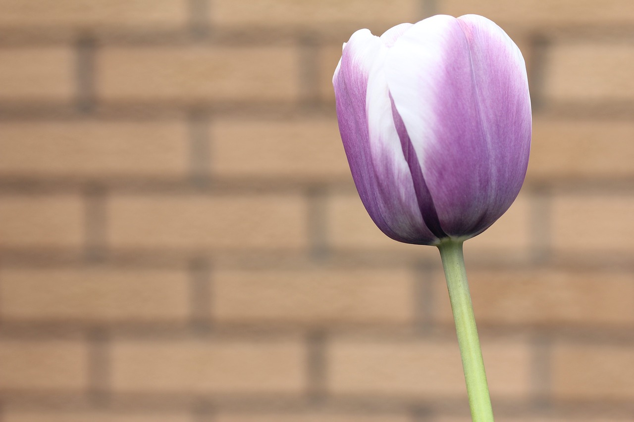 tulip purple white free photo