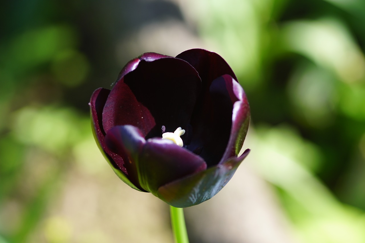 tulip dark purple isolated free photo