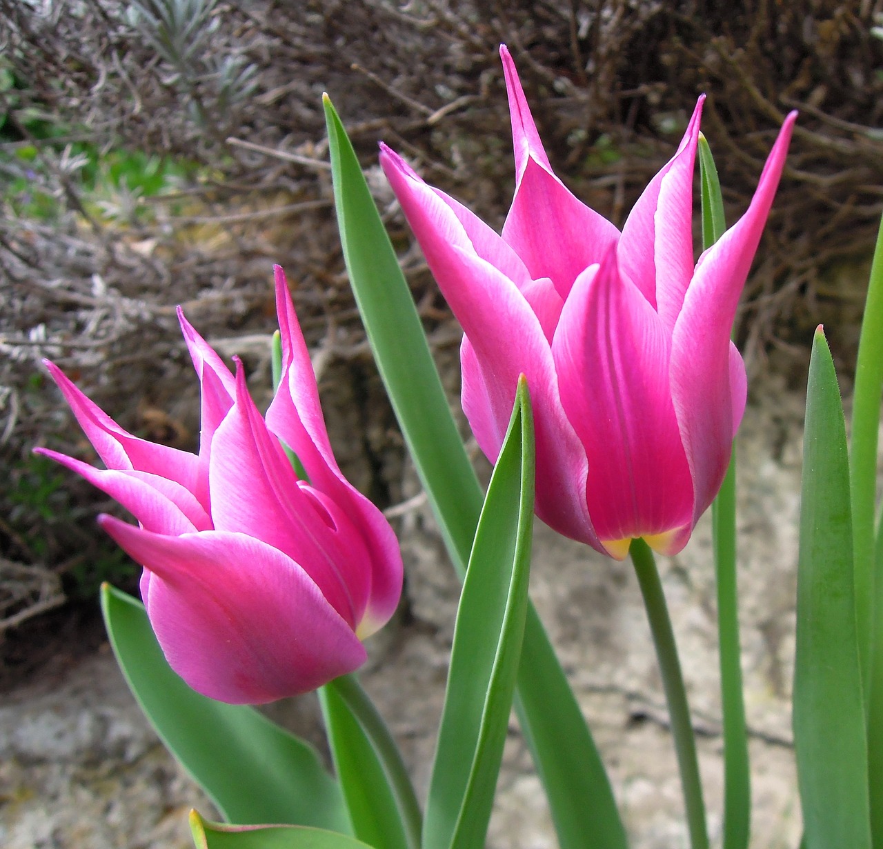 tulip pink flower free photo