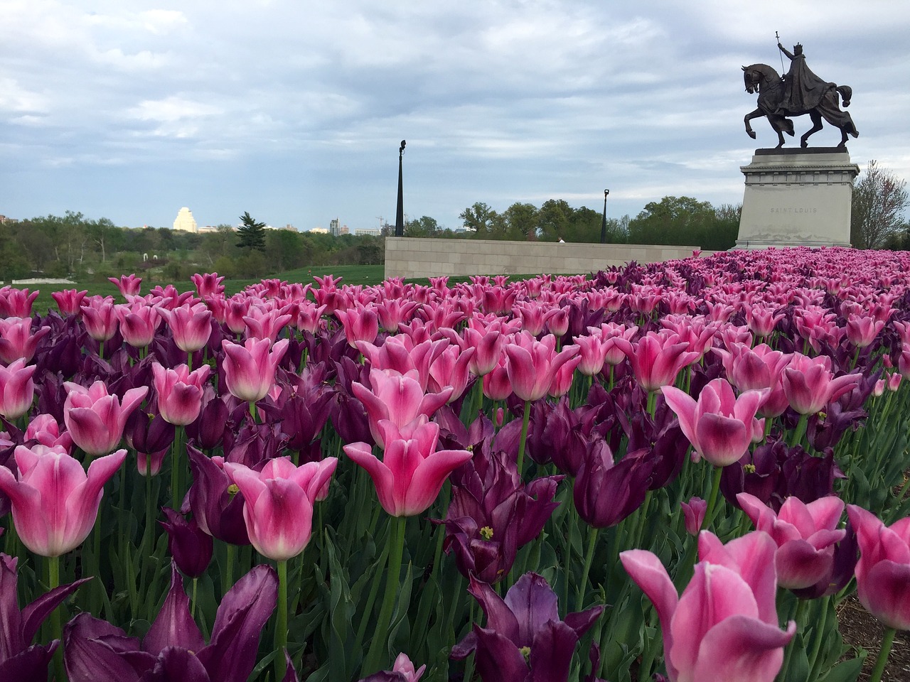 tulip flower pink free photo