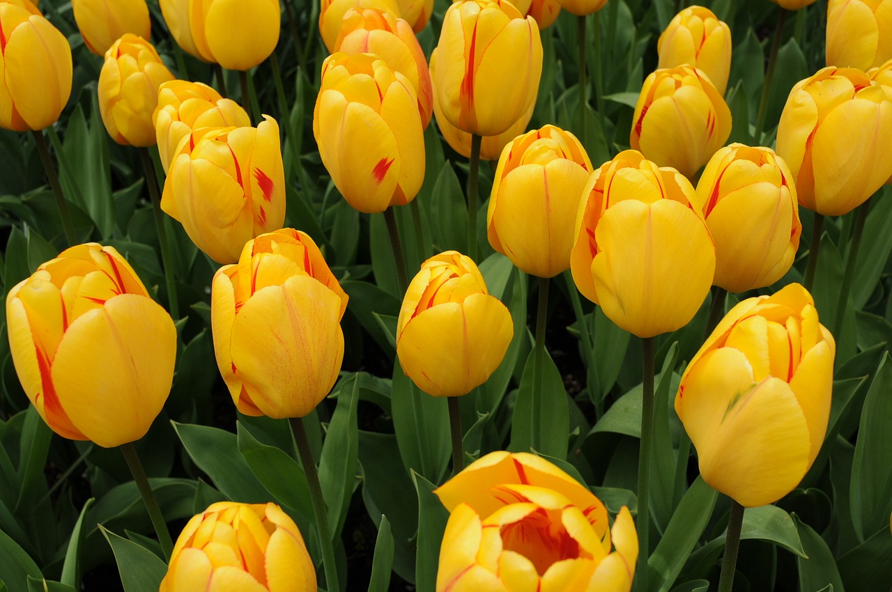 tulip flower garden free photo