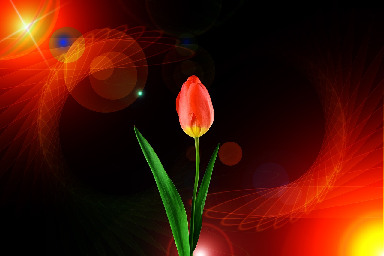tulip flower background free photo