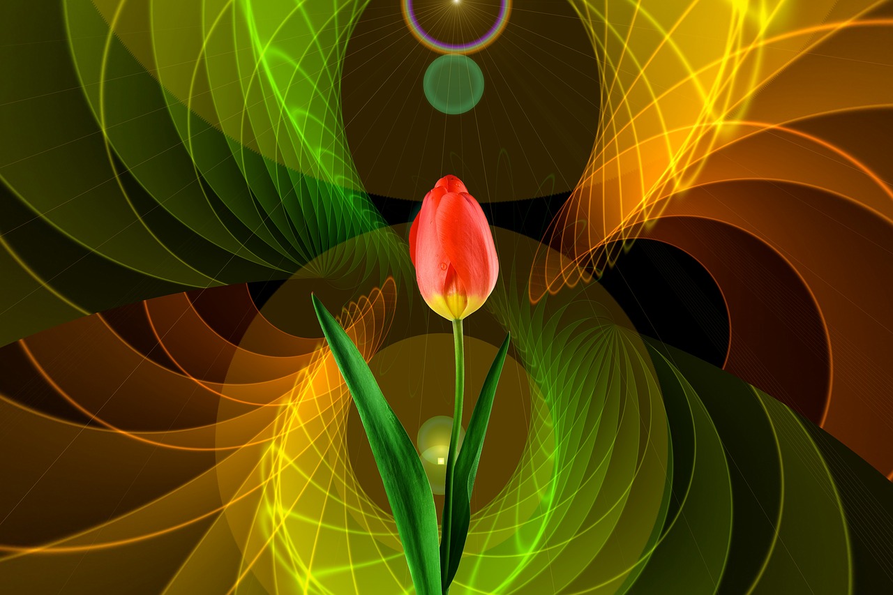 tulip flower background free photo