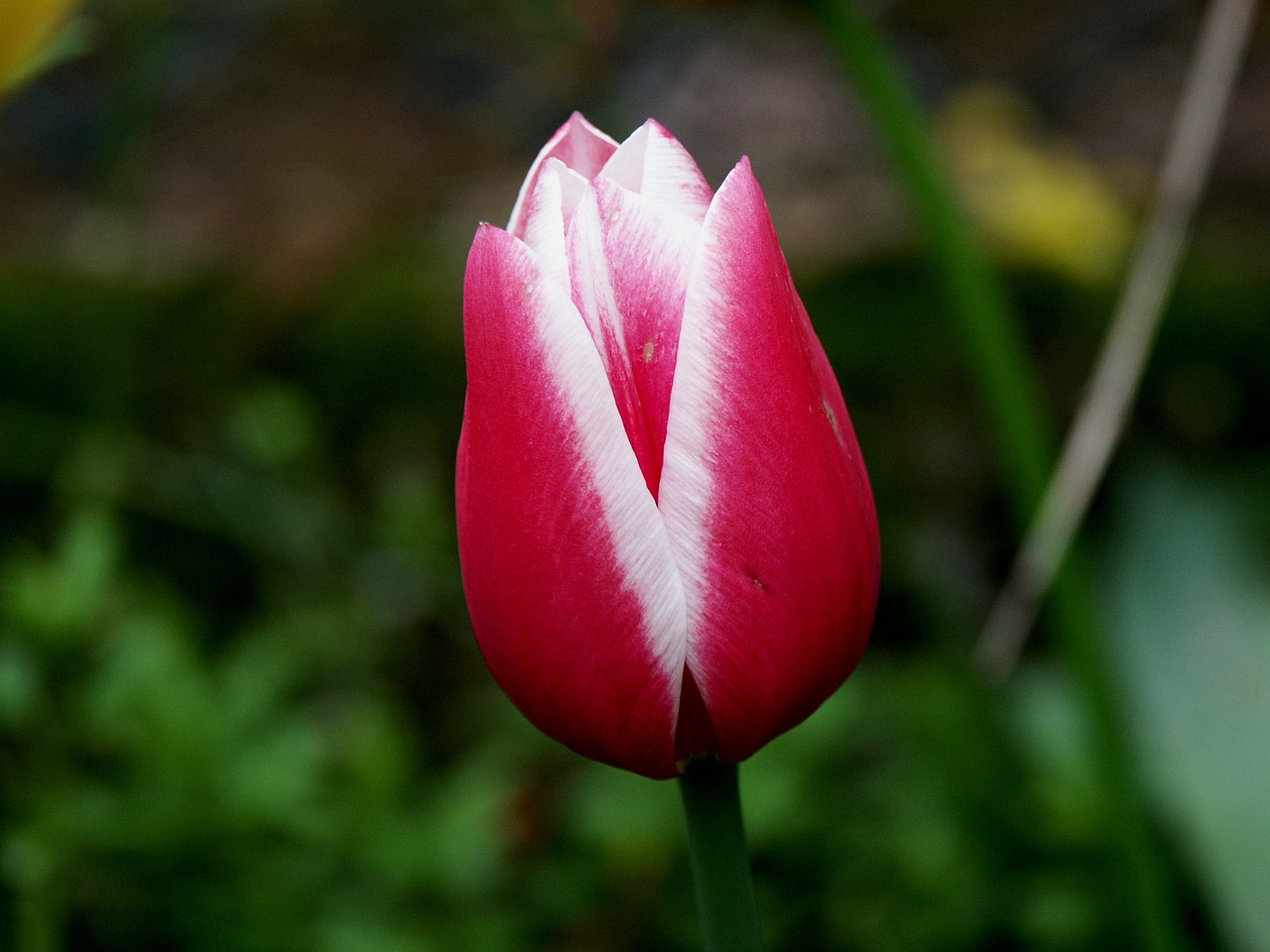 tulip red flowers free photo