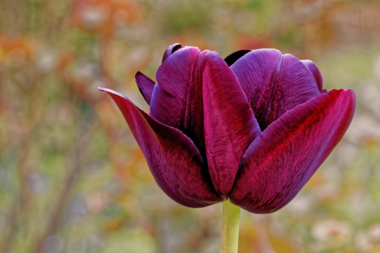 tulip lily violet free photo