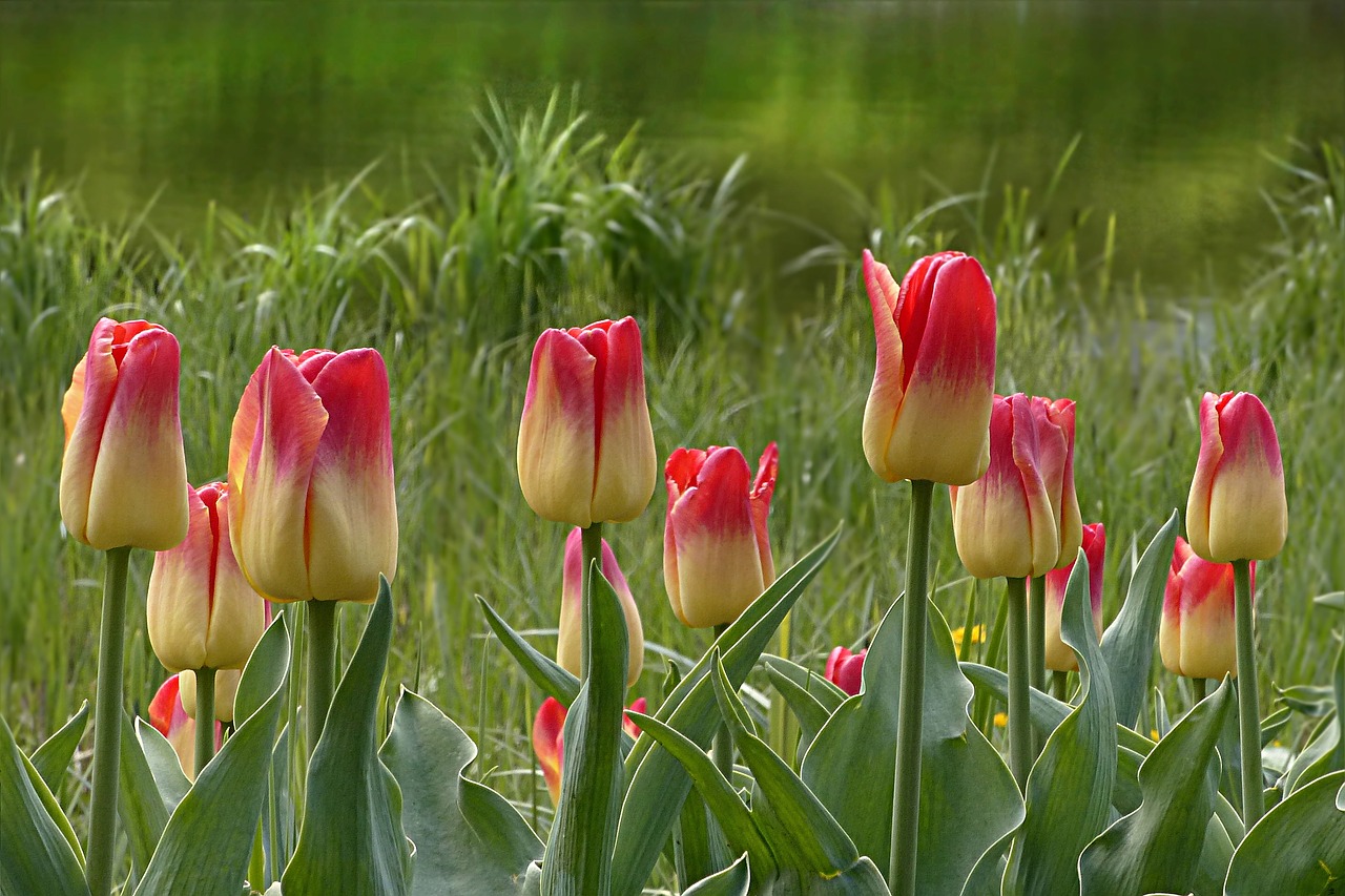 tulip flower tulipa free photo