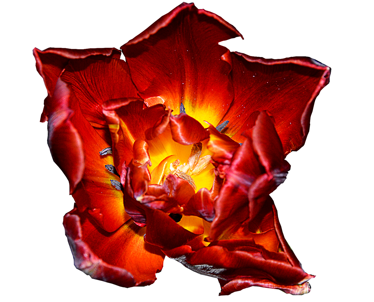 tulip red yellow blossom free photo